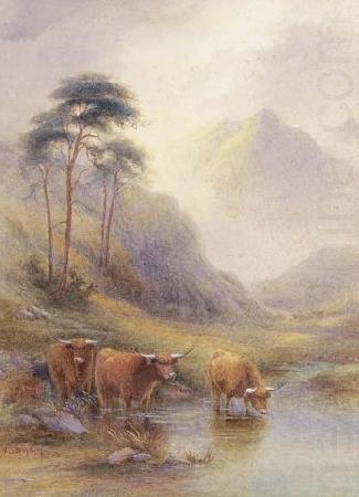 Highland cattle in a stream, unknow artist